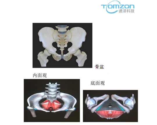 产后盆底肌康复治疗仪|关注产后女性健康，三分钟带你认识盆底