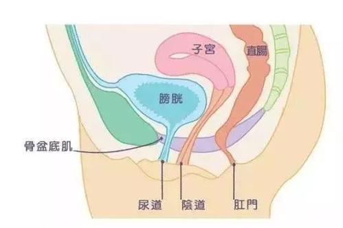 盆底肌修复仪器|产后盆底肌修复的知识，你了解多少？