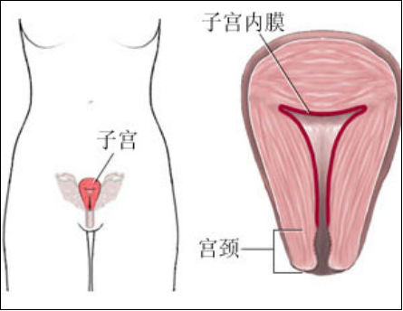 盆底肌修复