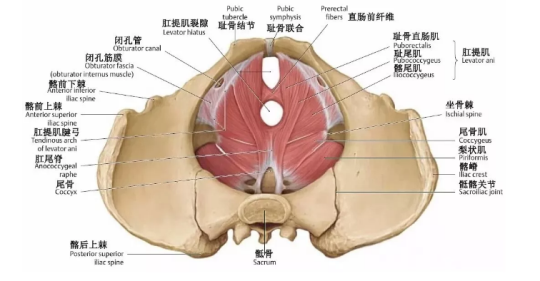 盆底肌治疗