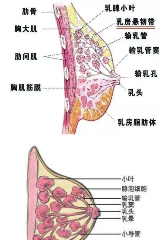 母乳喂养