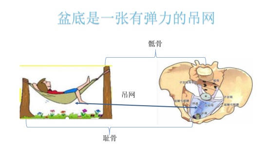 盆底肌修复.JPG