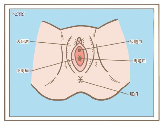 盆底康复治疗仪.jpg