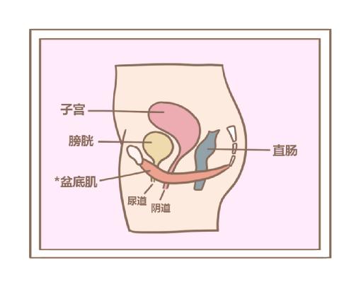 盆底康复治疗仪.jpg